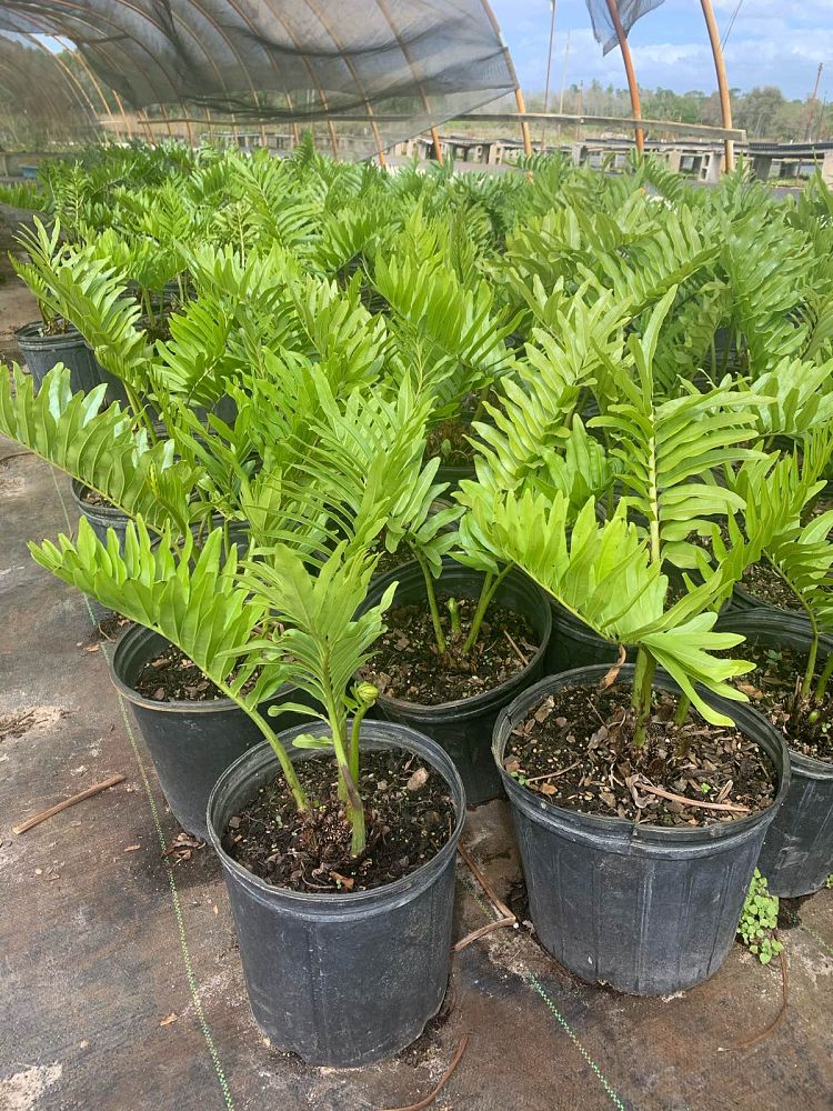 acrostichum-danaeifolium-leather-fern