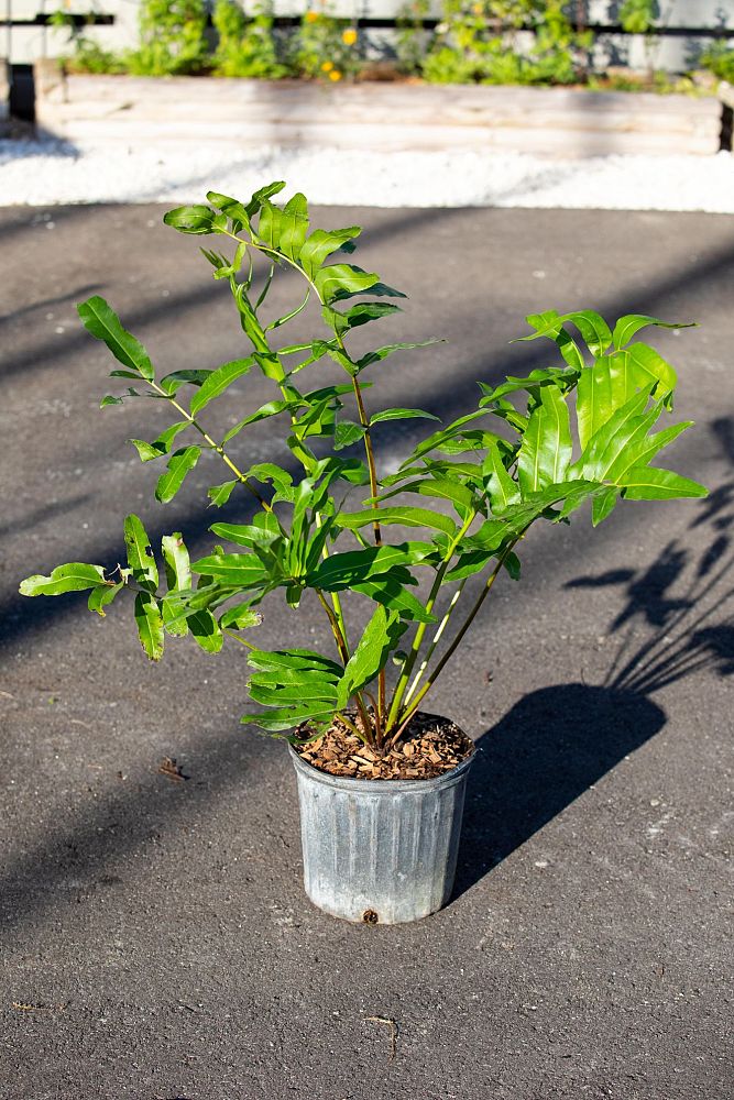 acrostichum-danaeifolium-leather-fern