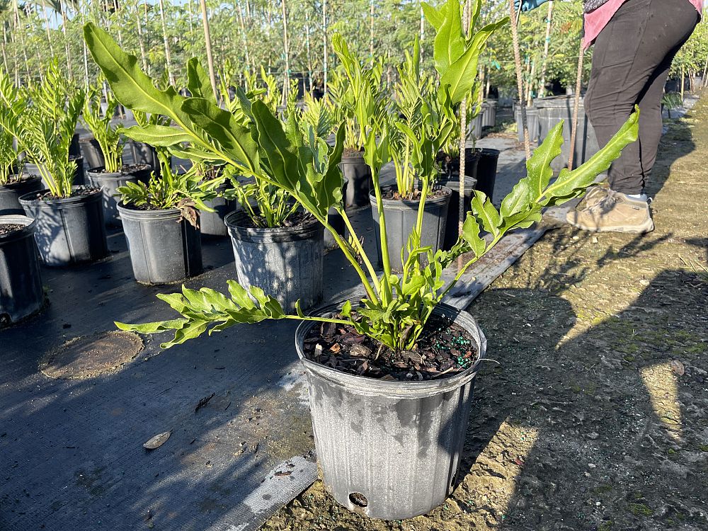 acrostichum-danaeifolium-leather-fern