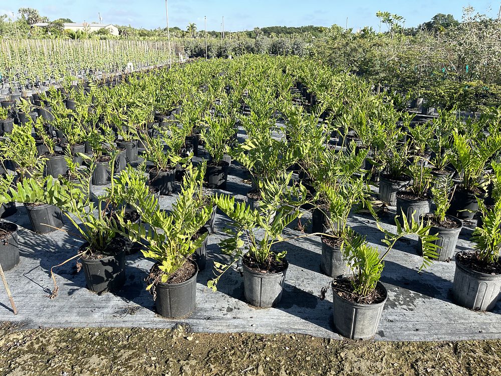 acrostichum-danaeifolium-leather-fern