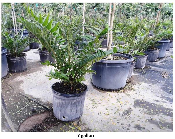 acrostichum-danaeifolium-leather-fern