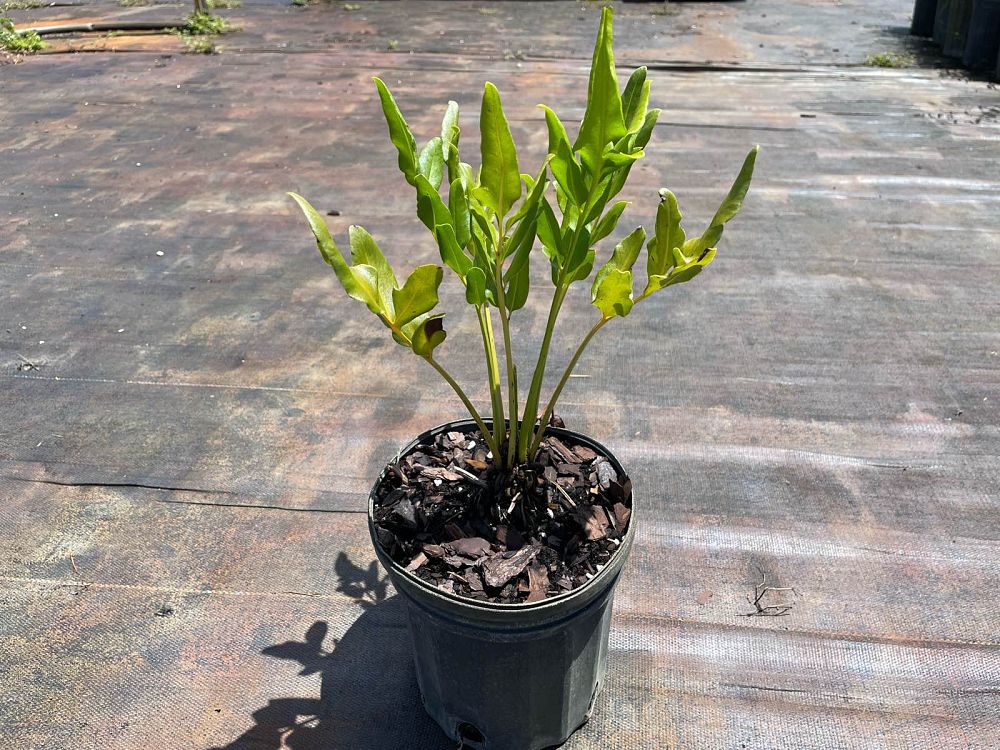 acrostichum-danaeifolium-leather-fern