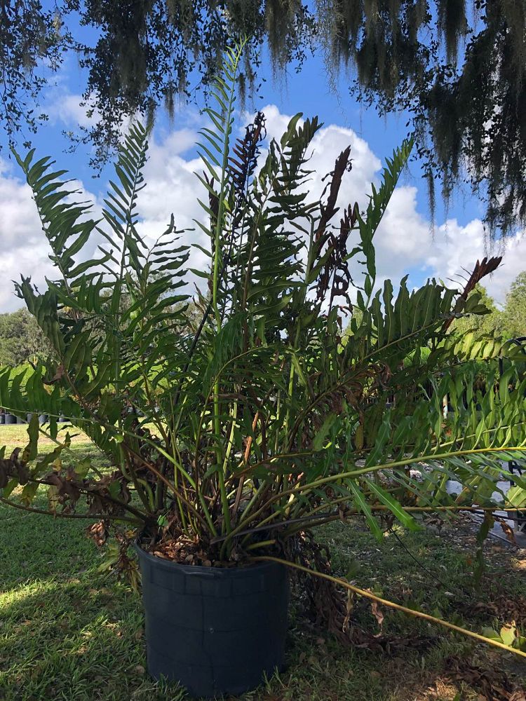 acrostichum-danaeifolium-leather-fern