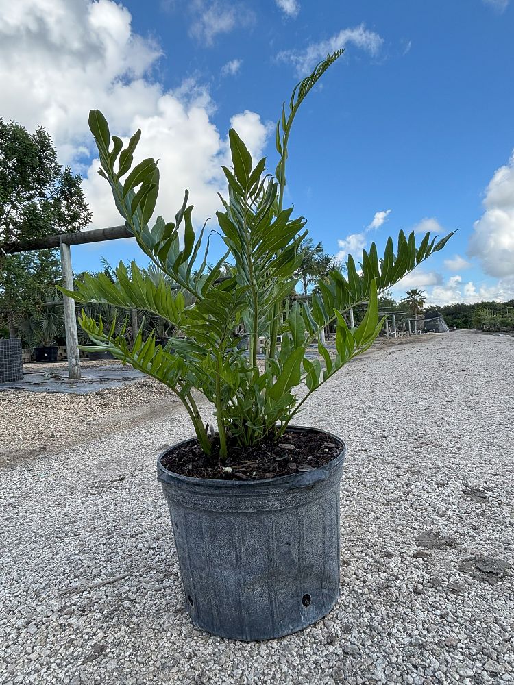 acrostichum-danaeifolium-leather-fern