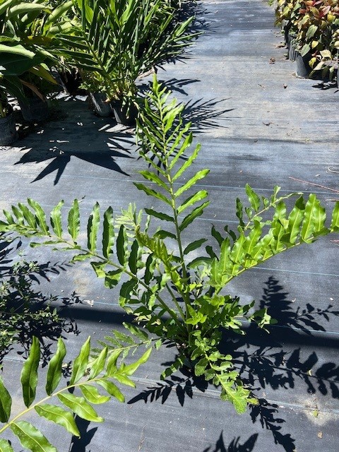 acrostichum-danaeifolium-leather-fern