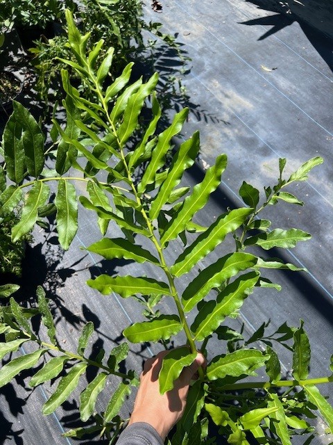acrostichum-danaeifolium-leather-fern