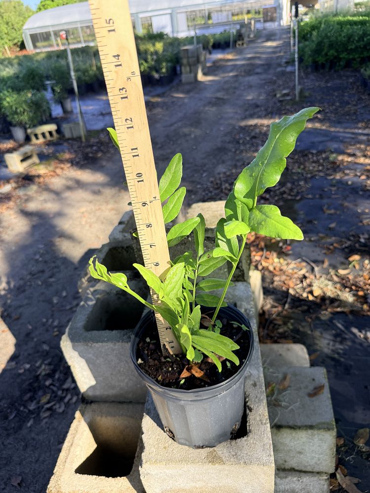 acrostichum-danaeifolium-leather-fern