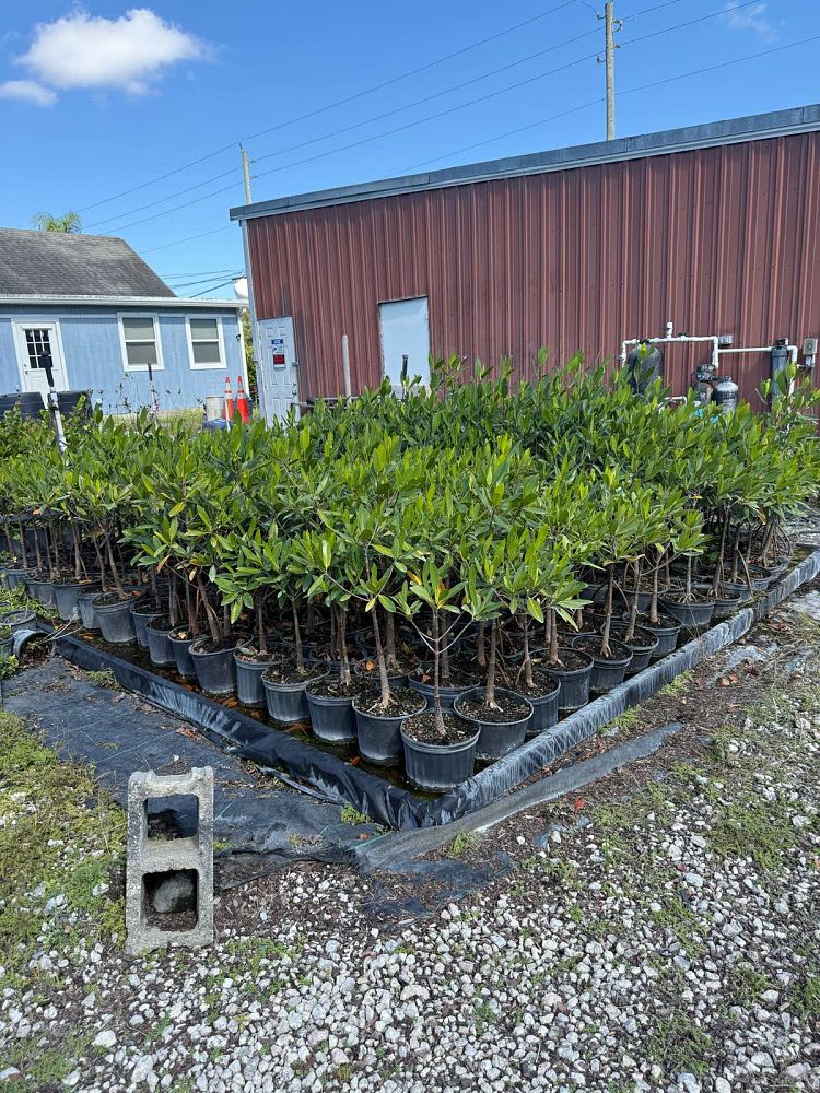 acrostichum-danaeifolium-leather-fern