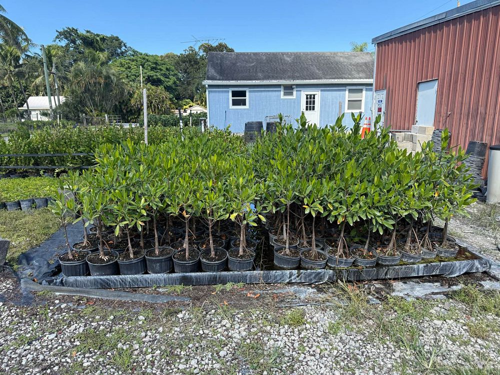 acrostichum-danaeifolium-leather-fern