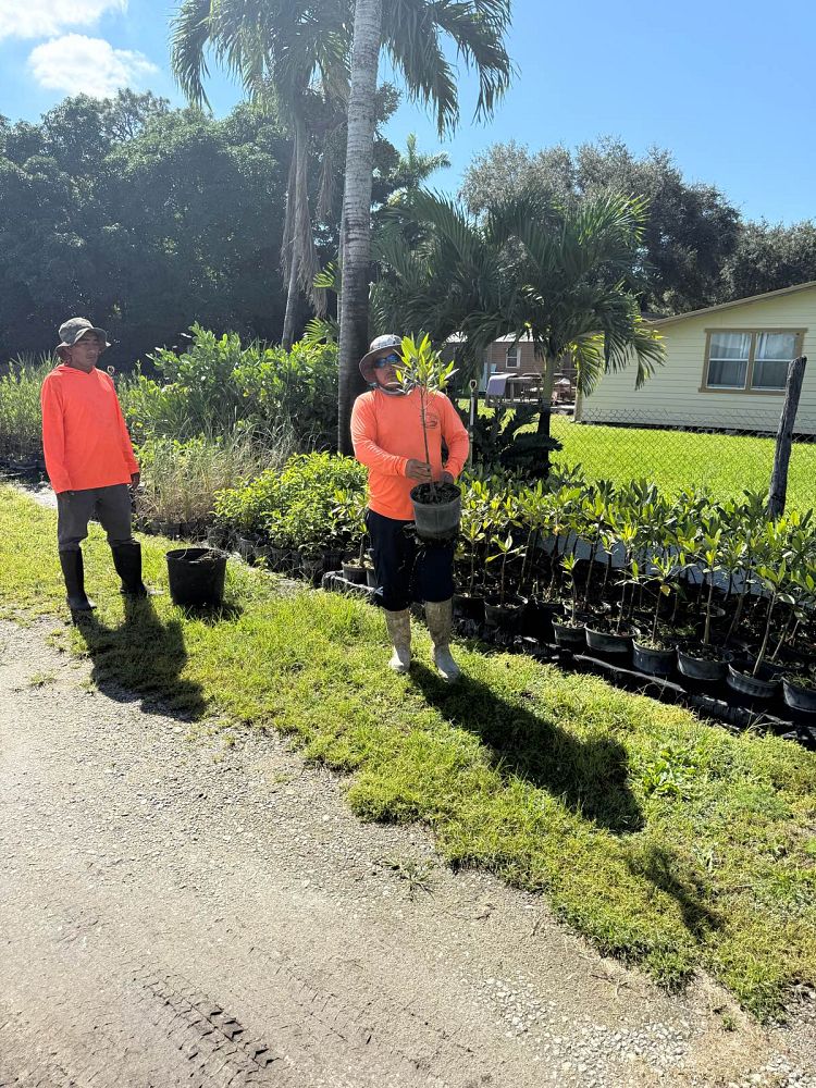 acrostichum-danaeifolium-leather-fern