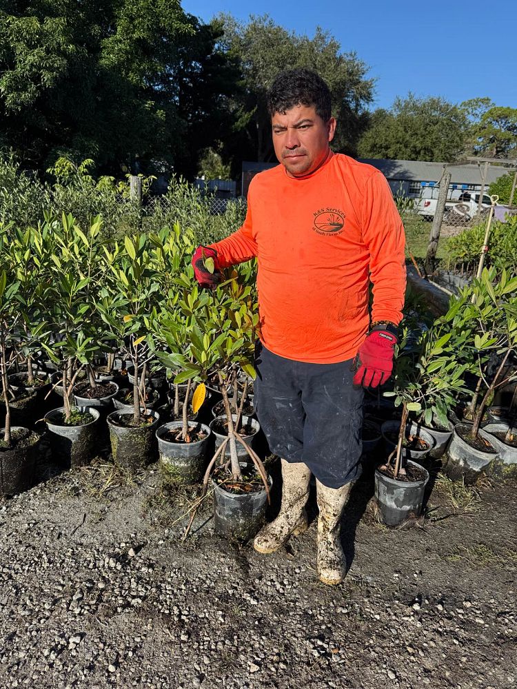 acrostichum-danaeifolium-leather-fern