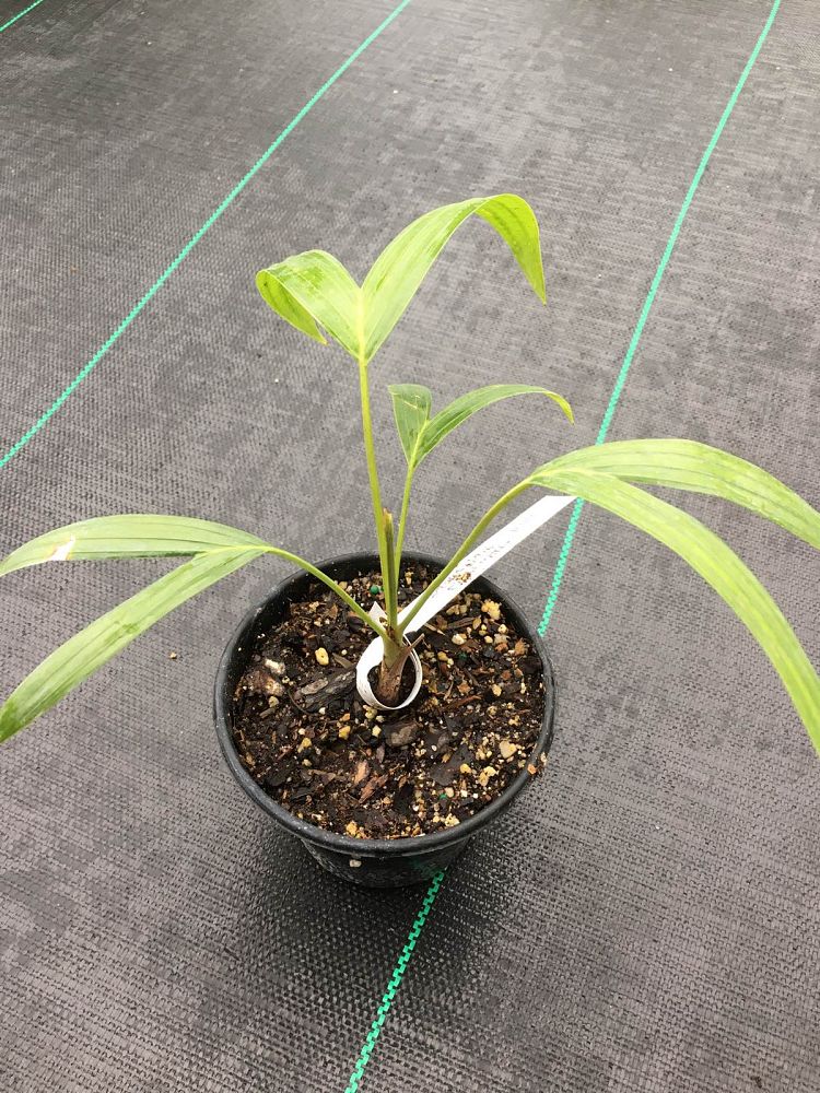 actinokentia-divaricata