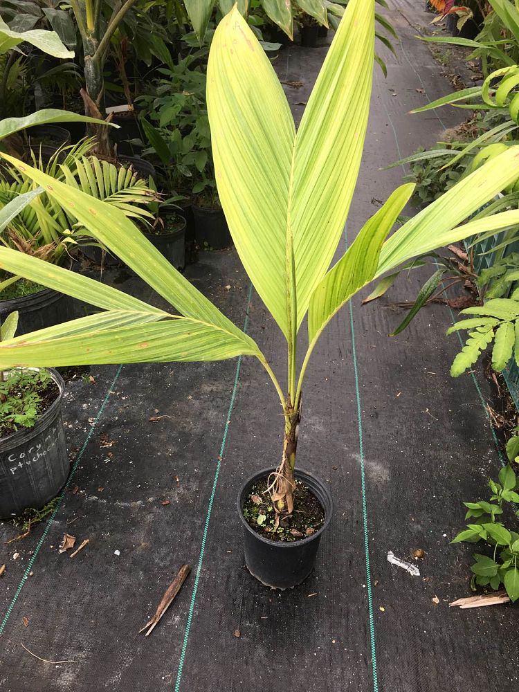 actinorhytis-calapparia-calappa-palm