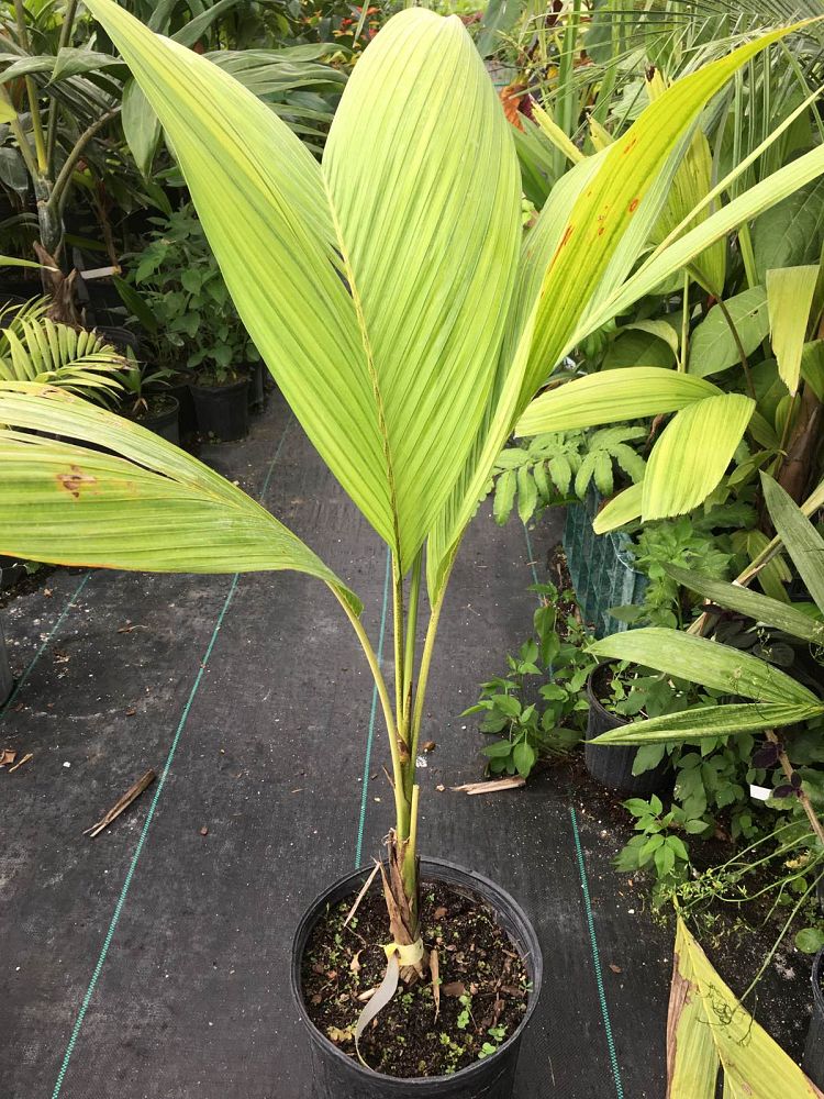 actinorhytis-calapparia-calappa-palm