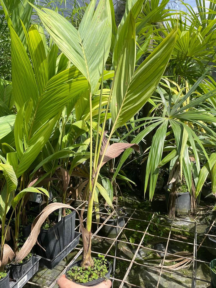 actinorhytis-calapparia-calappa-palm