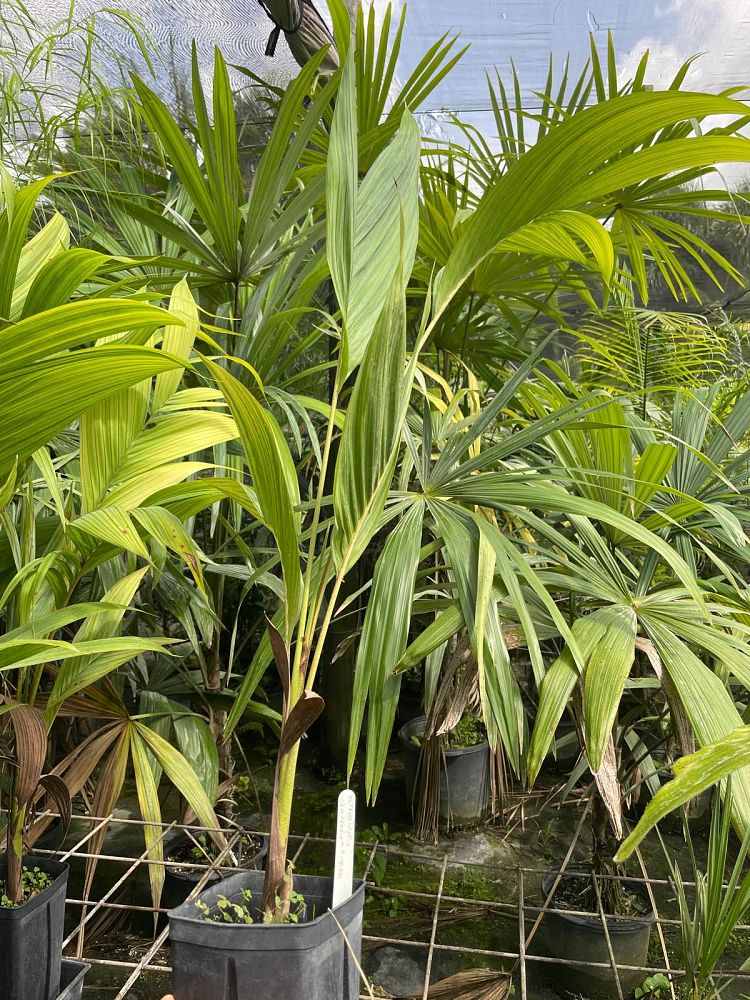 actinorhytis-calapparia-calappa-palm