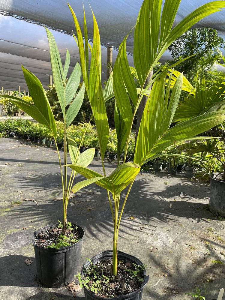 actinorhytis-calapparia-calappa-palm
