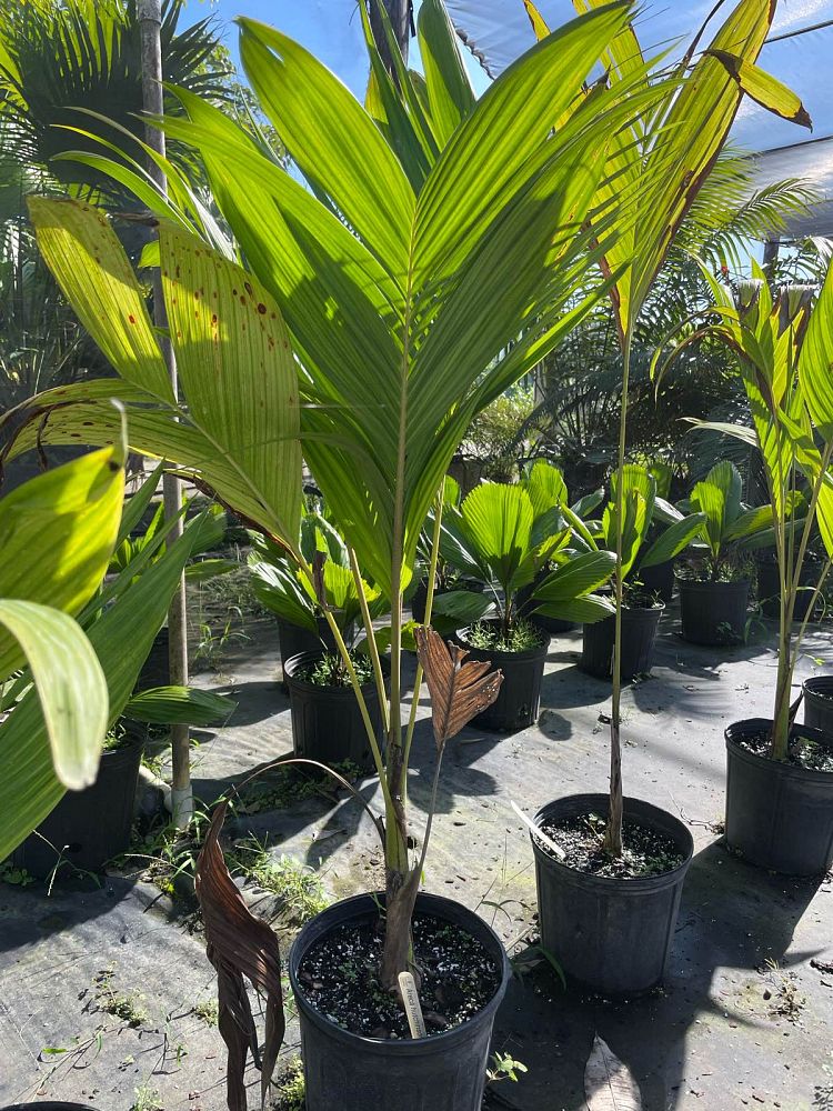 actinorhytis-calapparia-calappa-palm