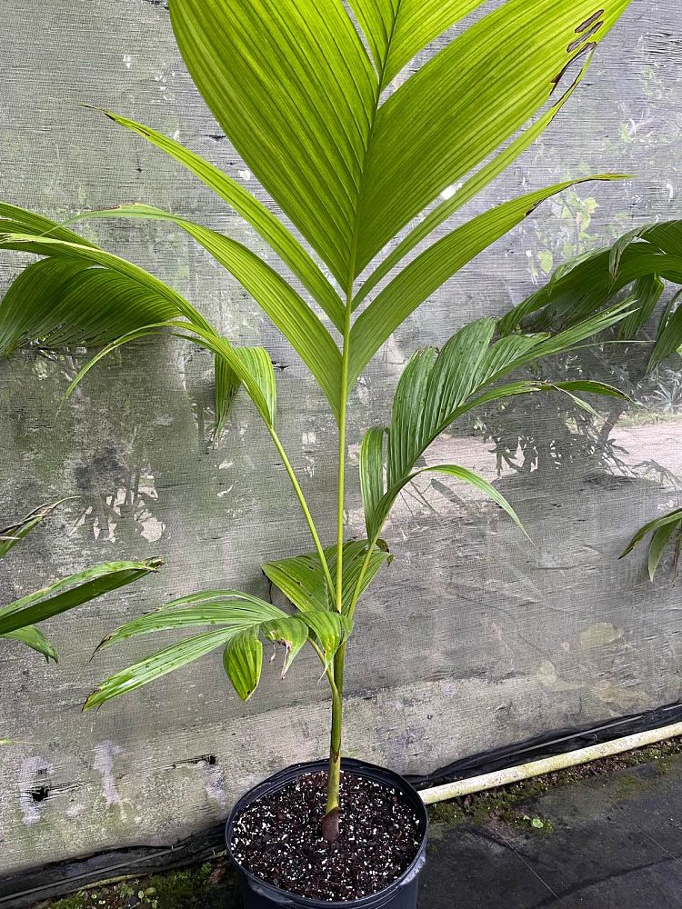 actinorhytis-calapparia-calappa-palm