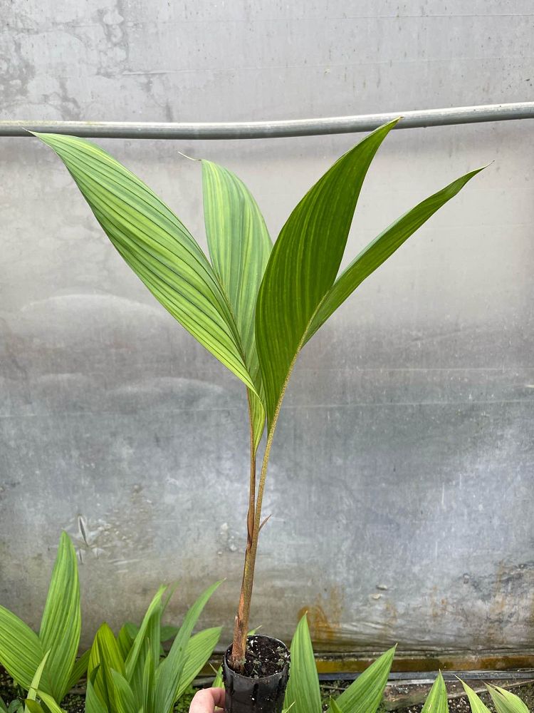 actinorhytis-calapparia-calappa-palm