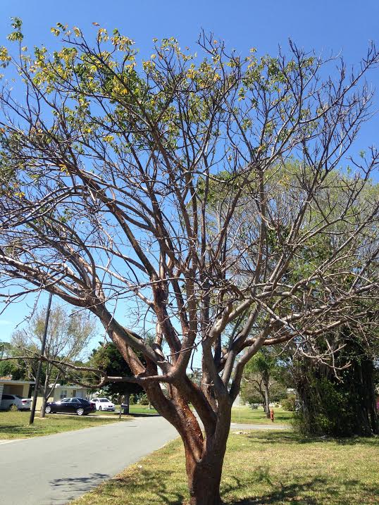 adansonia-digitata-baobab-tree