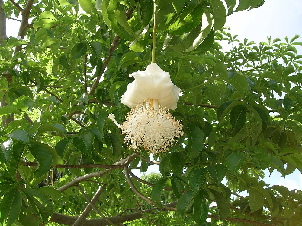 adansonia-digitata-baobab-tree