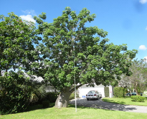 adansonia-digitata-baobab-tree