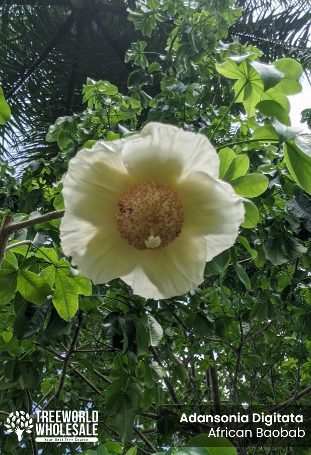 adansonia-digitata-baobab-tree