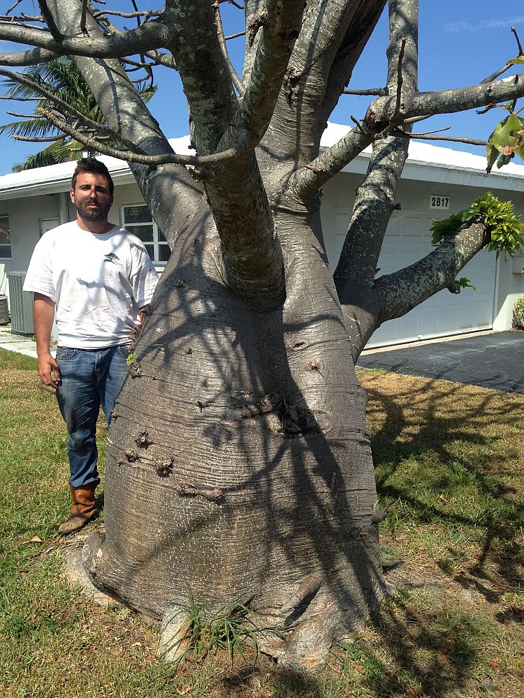 adansonia-digitata-baobab-tree