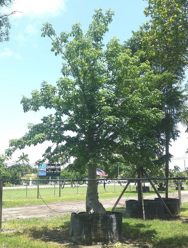 Specimens Galore Inc