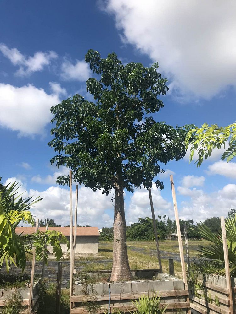 adansonia-digitata-baobab-tree