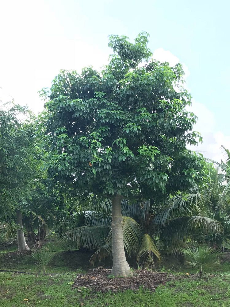 adansonia-digitata-baobab-tree