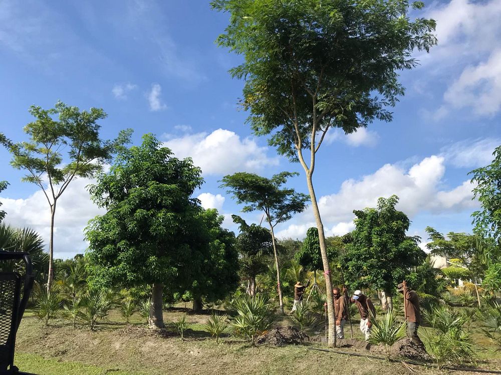 adansonia-digitata-baobab-tree