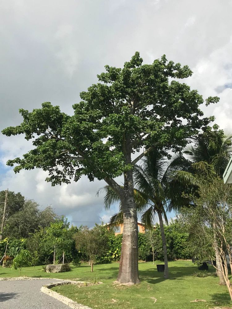 adansonia-digitata-baobab-tree