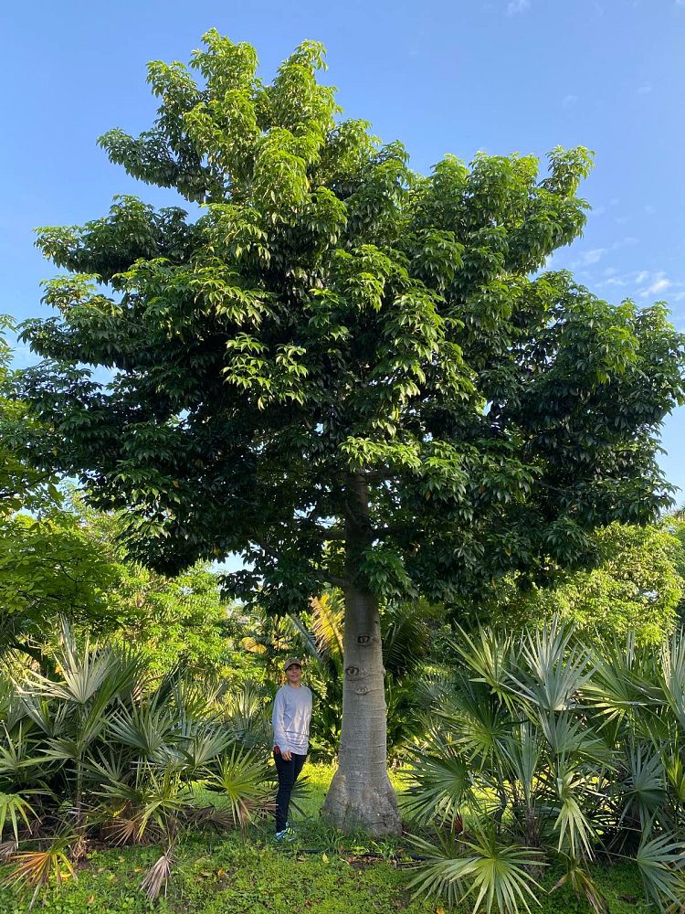 adansonia-digitata-baobab-tree
