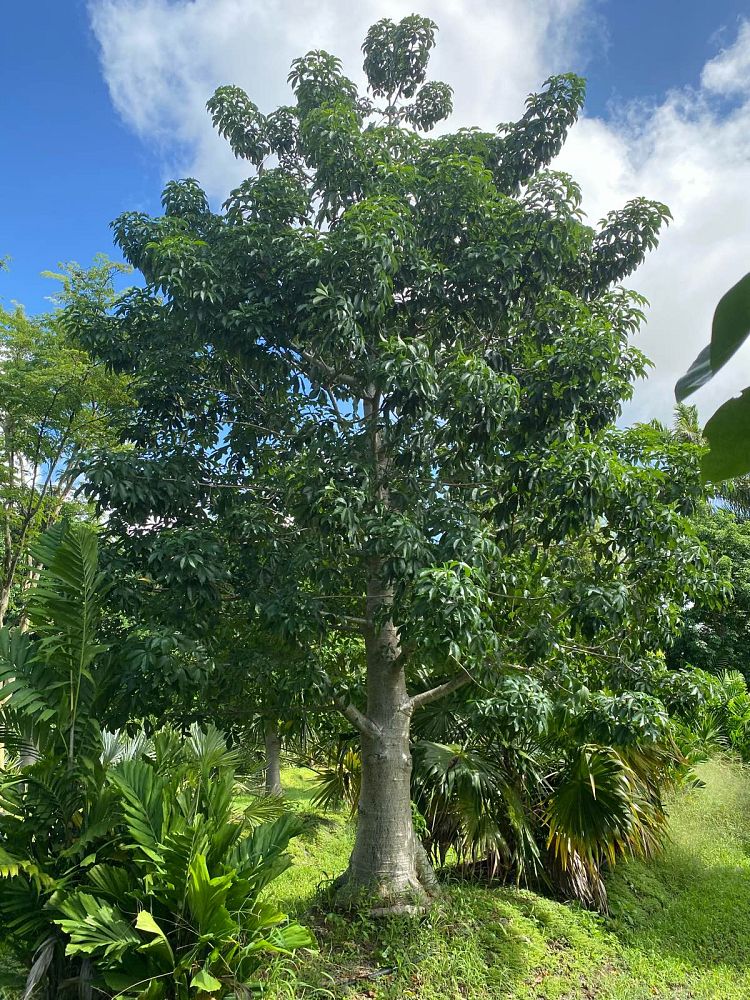 adansonia-digitata-baobab-tree