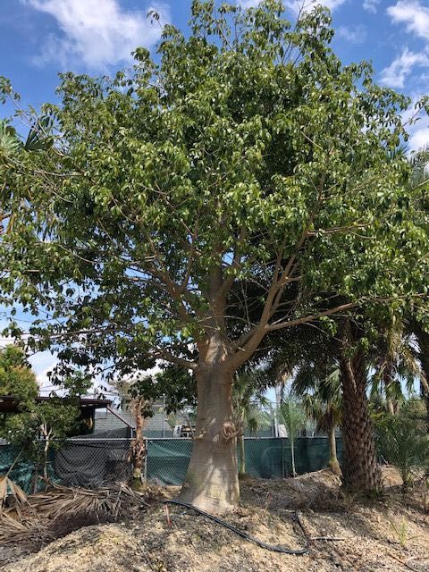 adansonia-digitata-baobab-tree