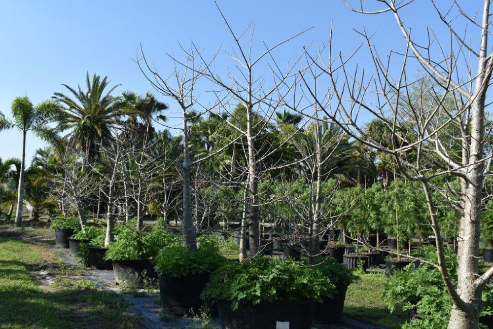 adansonia-digitata-baobab-tree