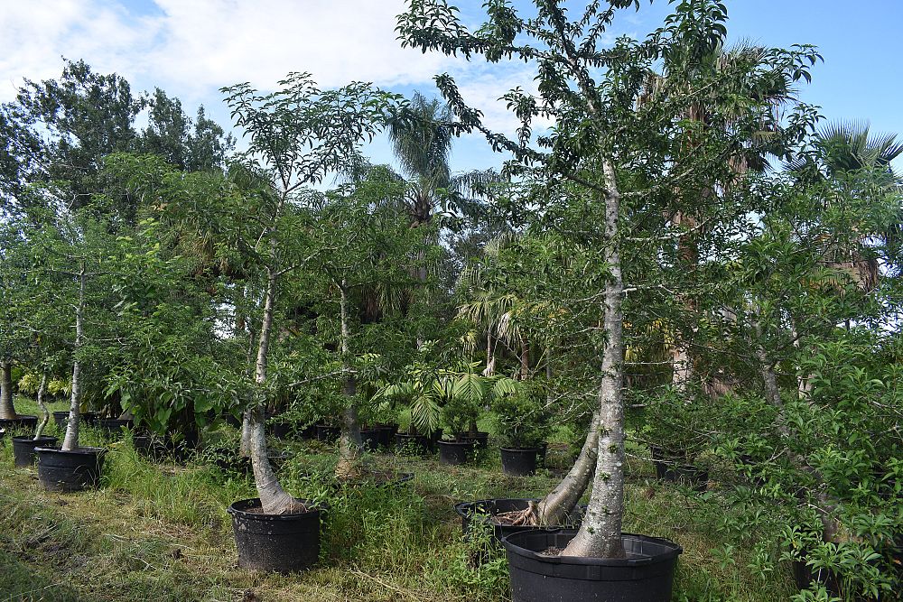 adansonia-digitata-baobab-tree
