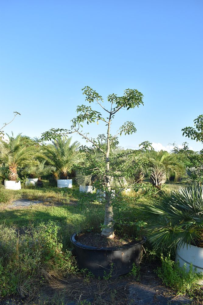 adansonia-digitata-baobab-tree