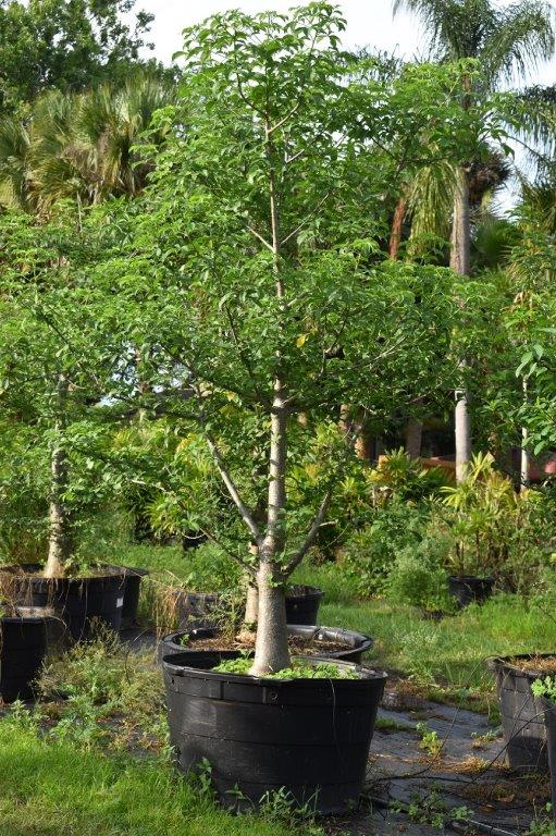 adansonia-digitata-baobab-tree