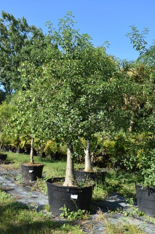 adansonia-digitata-baobab-tree