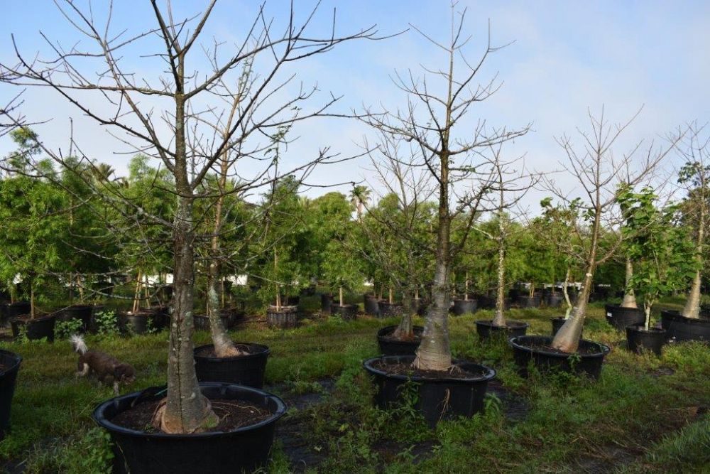 adansonia-digitata-baobab-tree