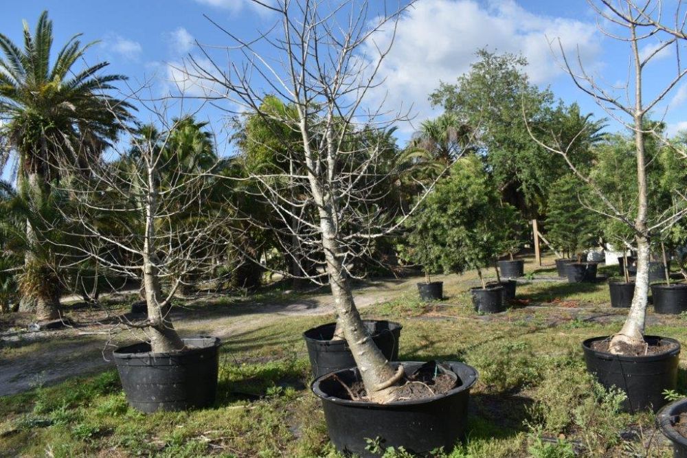adansonia-digitata-baobab-tree