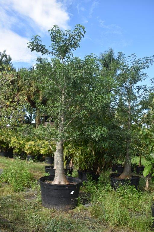 adansonia-digitata-baobab-tree