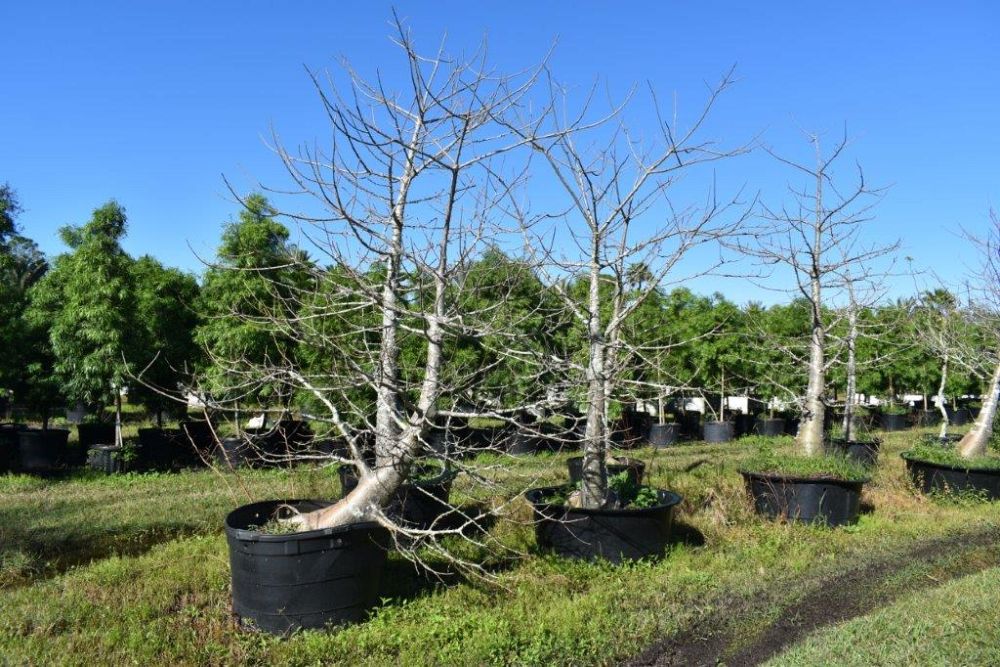 adansonia-digitata-baobab-tree