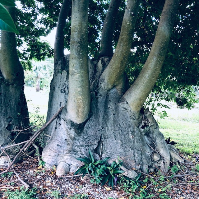 adansonia-digitata-baobab-tree