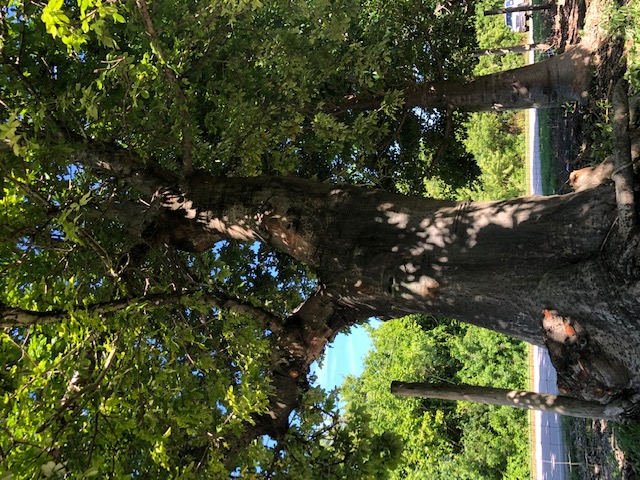 adansonia-digitata-baobab-tree