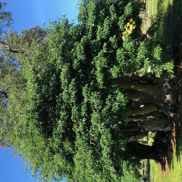adansonia-digitata-baobab-tree