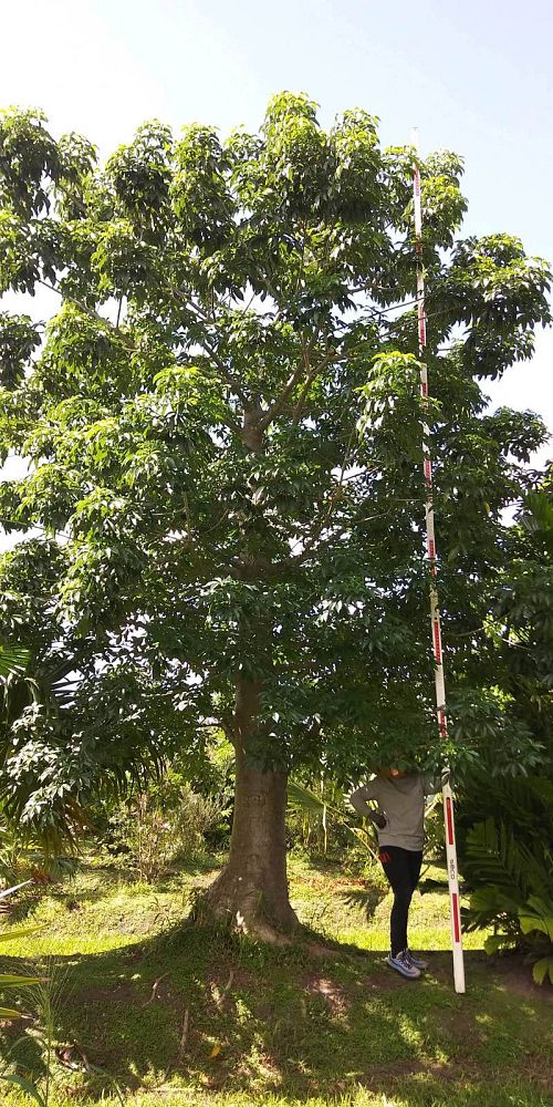 adansonia-digitata-baobab-tree